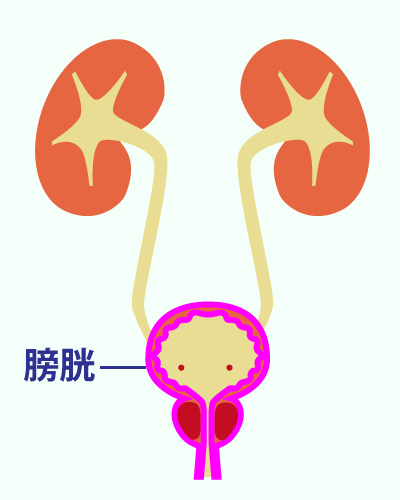 膀胱
