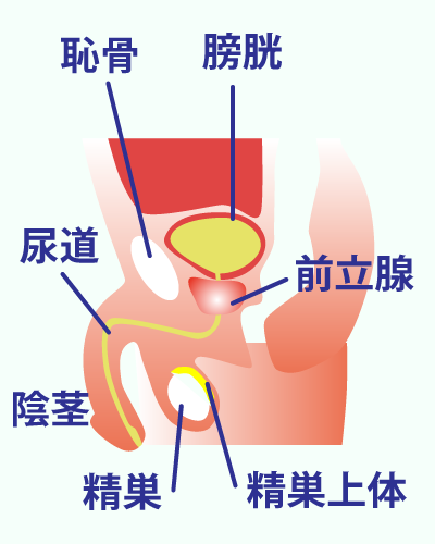 男性生殖器