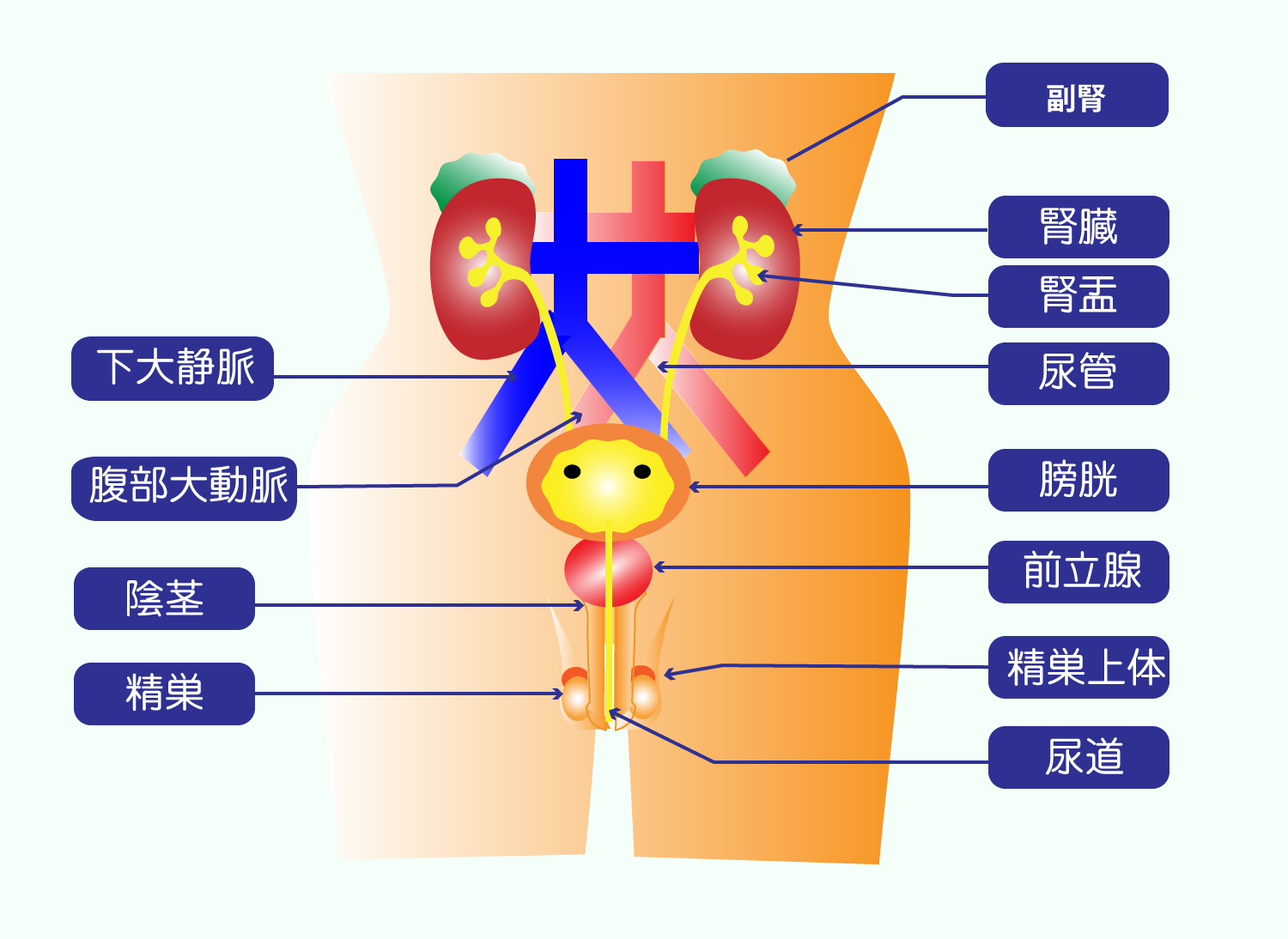 泌尿器科であつかう臓器